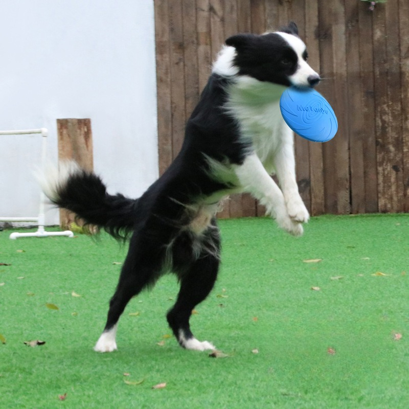 Frisbee pour chien, Frisbee sp - Frisbee Freestyle Disc avis et prix